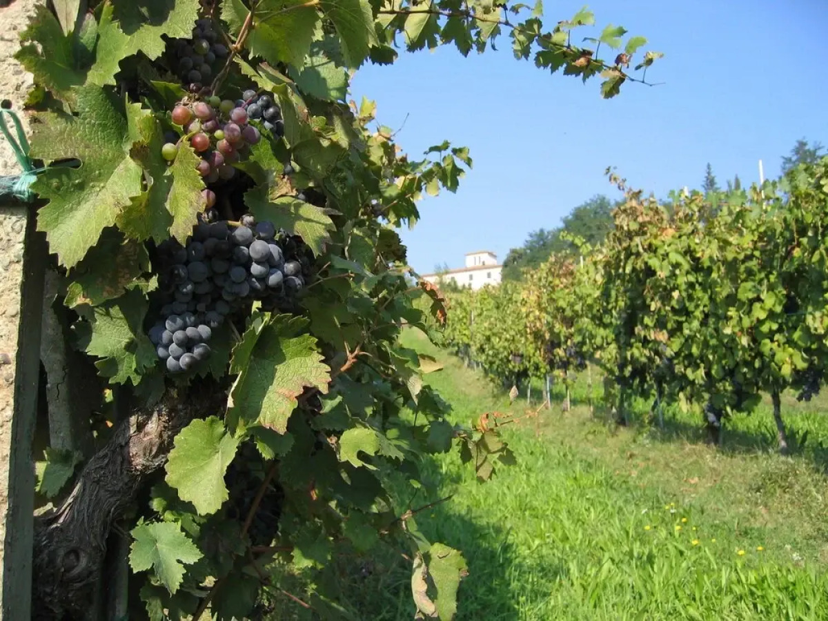 Agriturismo La Moraia