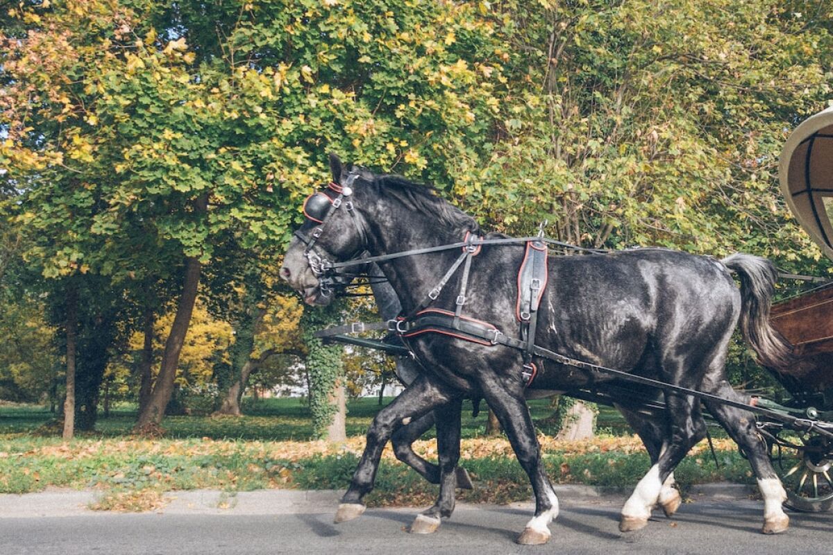 The Palace at Osowa Sien