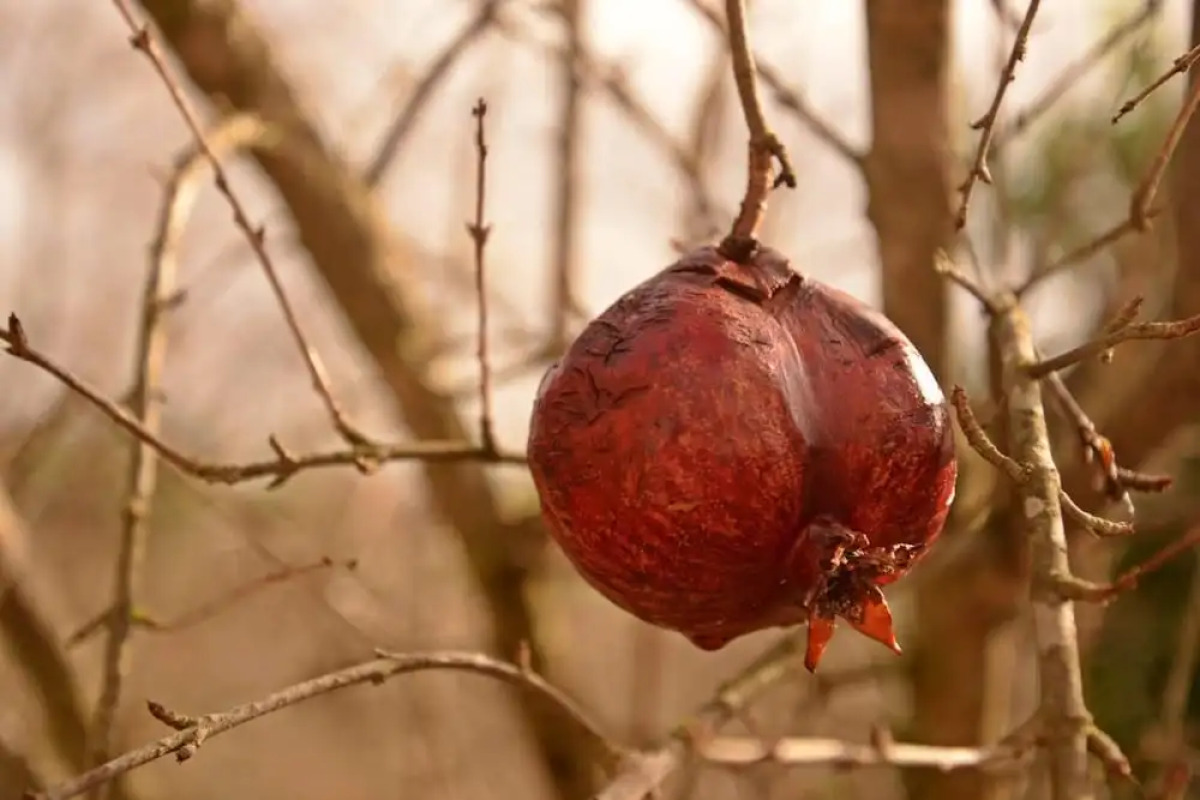 Hane-i Keyif Pension