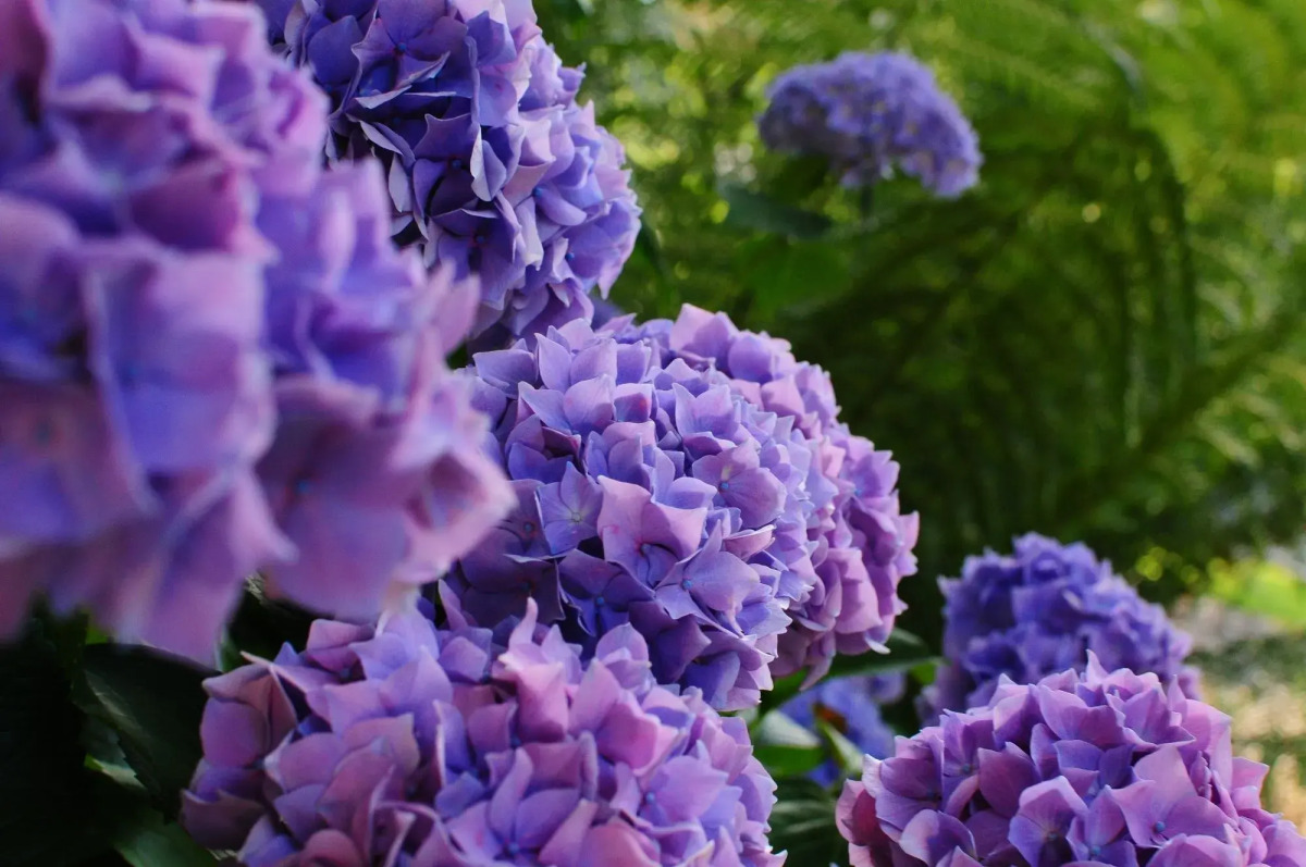 The Crays Accommodation