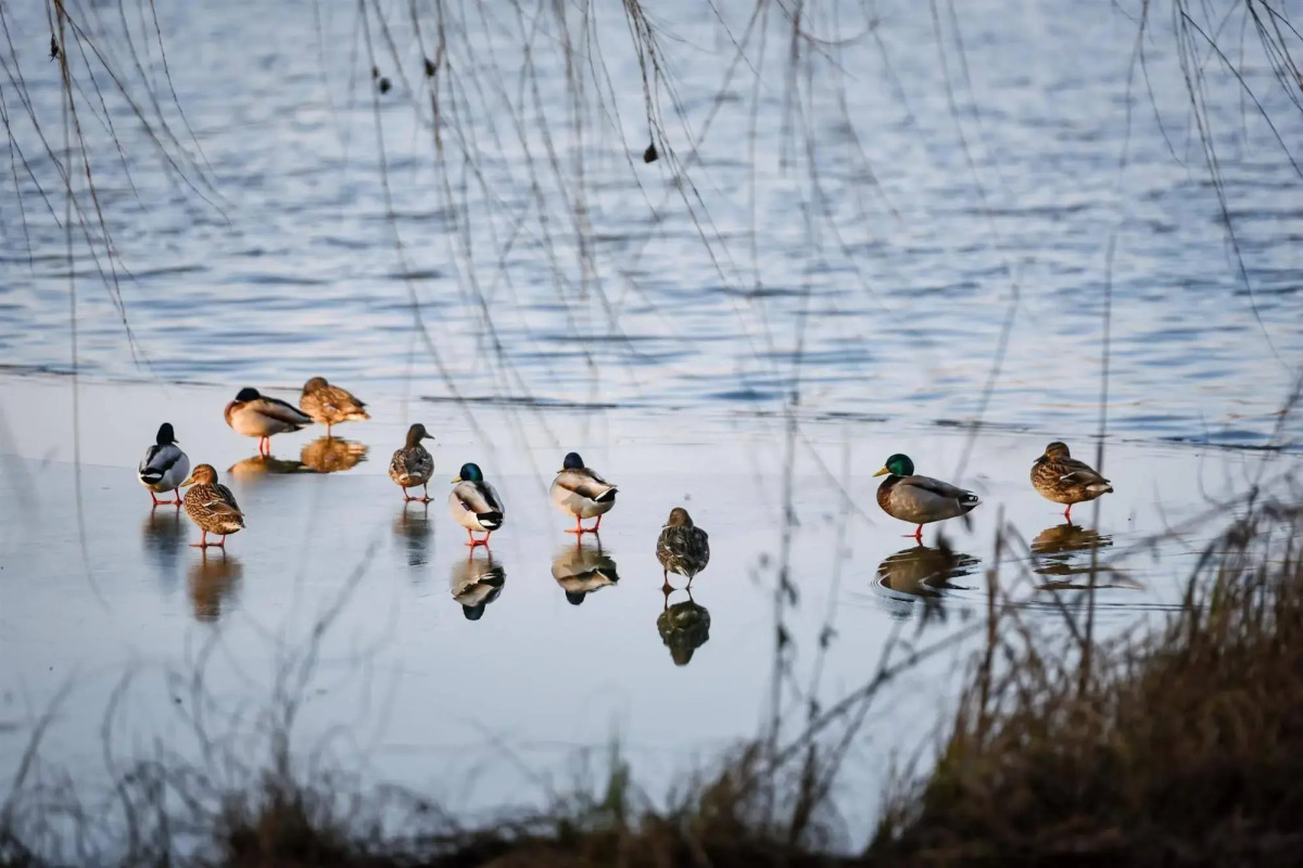 Best Western Plus Lakeside Hotel