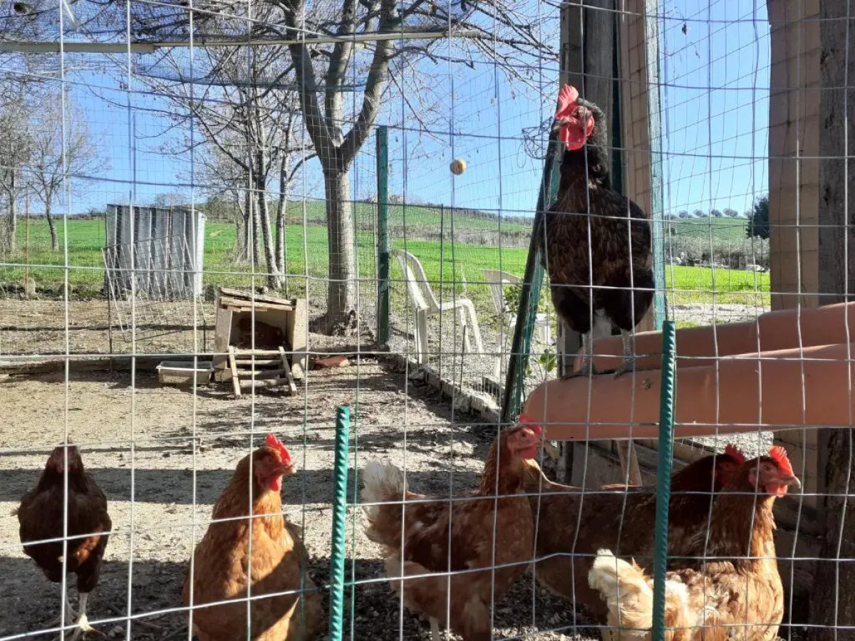 Pier delle Vigne B&B