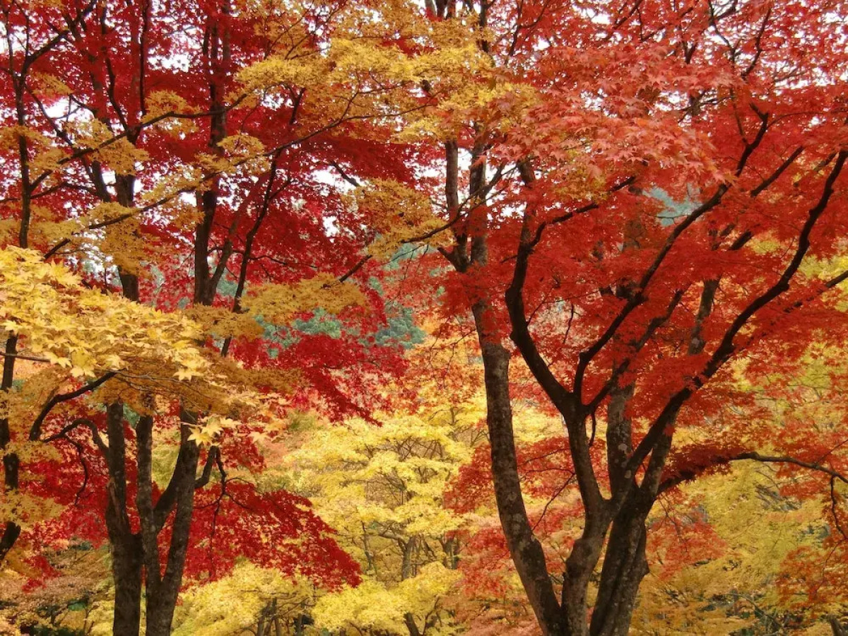 Kuroishi Onsenkyo Ochiai Onsen Kanesada Ryokan