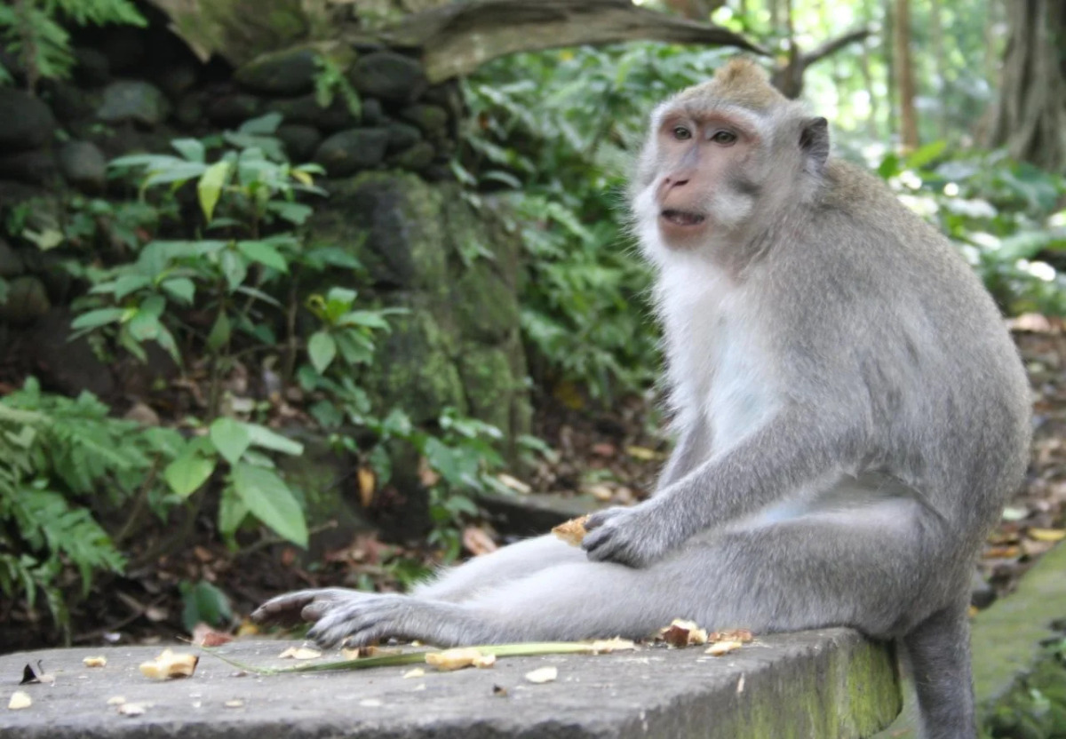 Kadiga Villas Ubud by GenuineHost