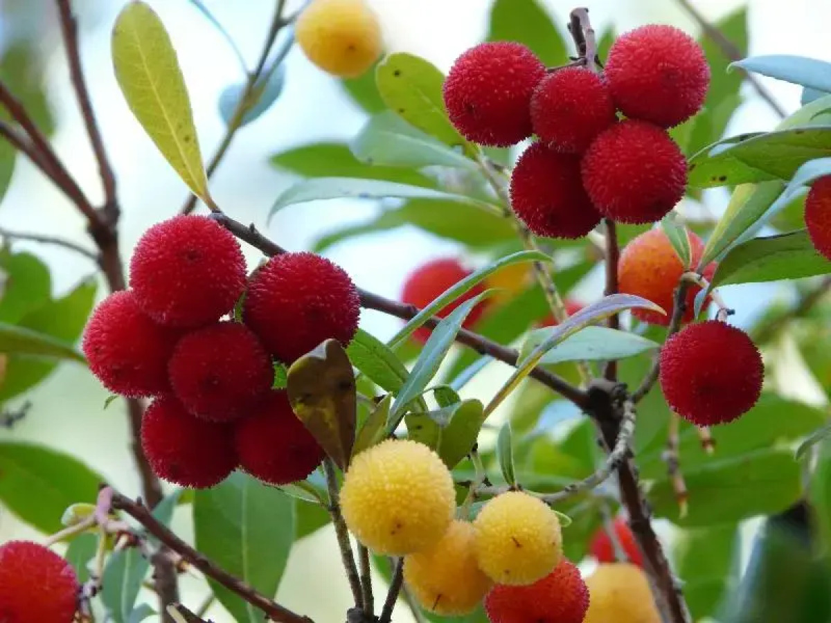 Hotel Rural Montaña de Cazorla
