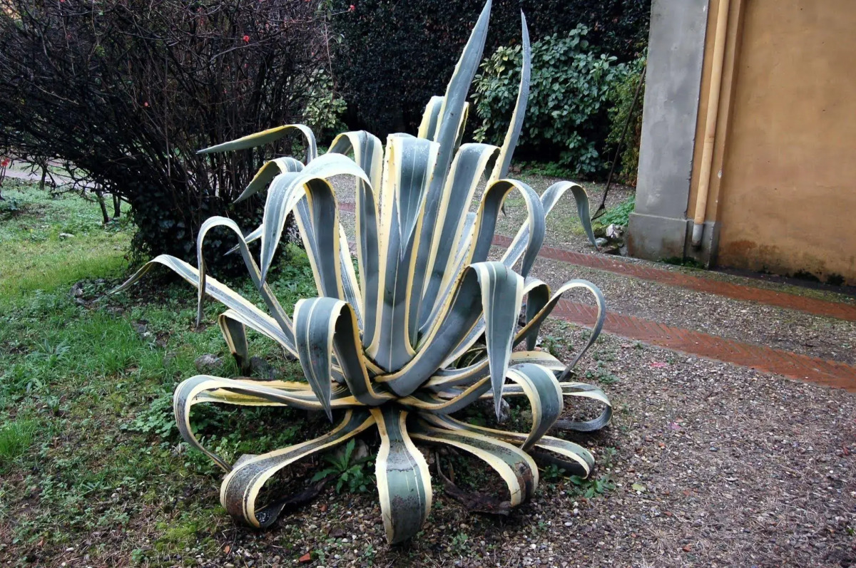 B&B Antica Piazza dei Miracoli