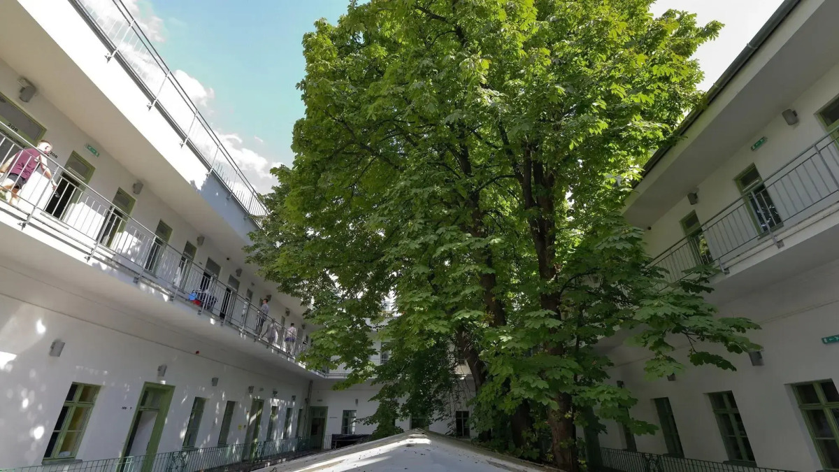 The Hive Party Hostel