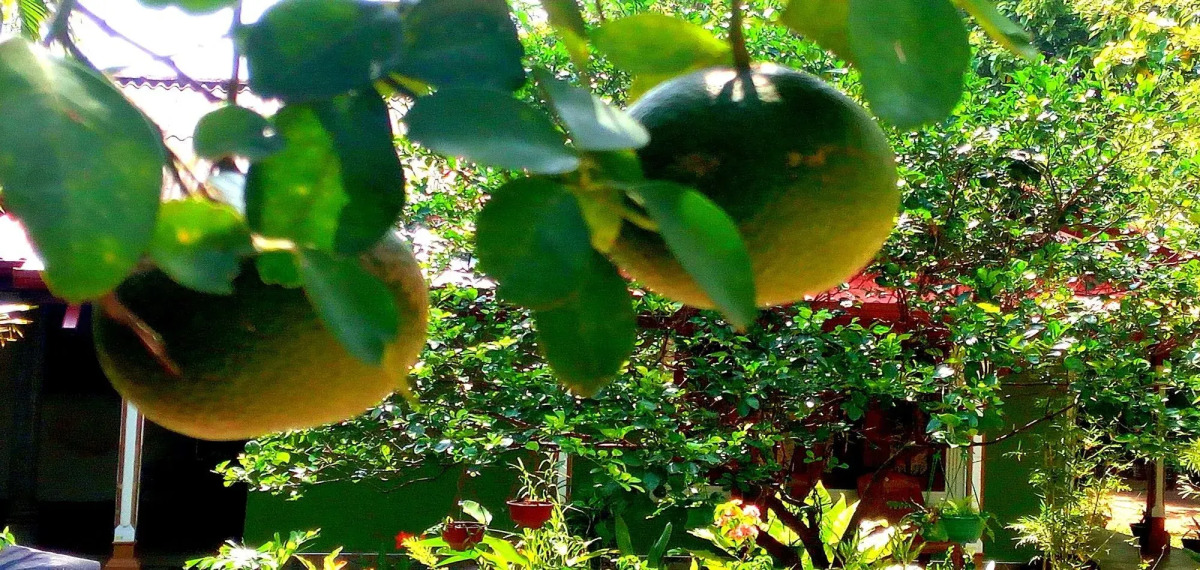 Sigiriya Rock Gate Resort