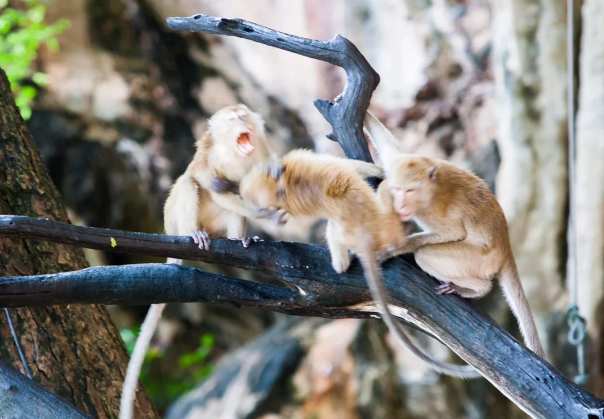 Dream Valley Resort Tonsai Beach