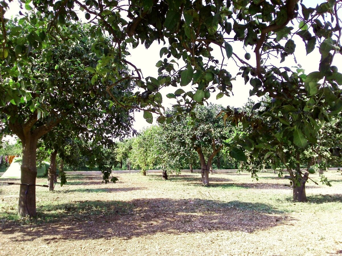 Agriturismo Terra dei Limoni