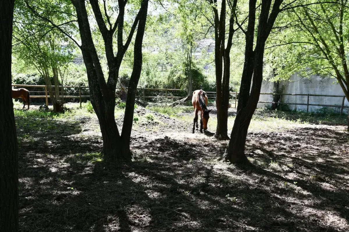 Bed and Breakfast Equitare Rural