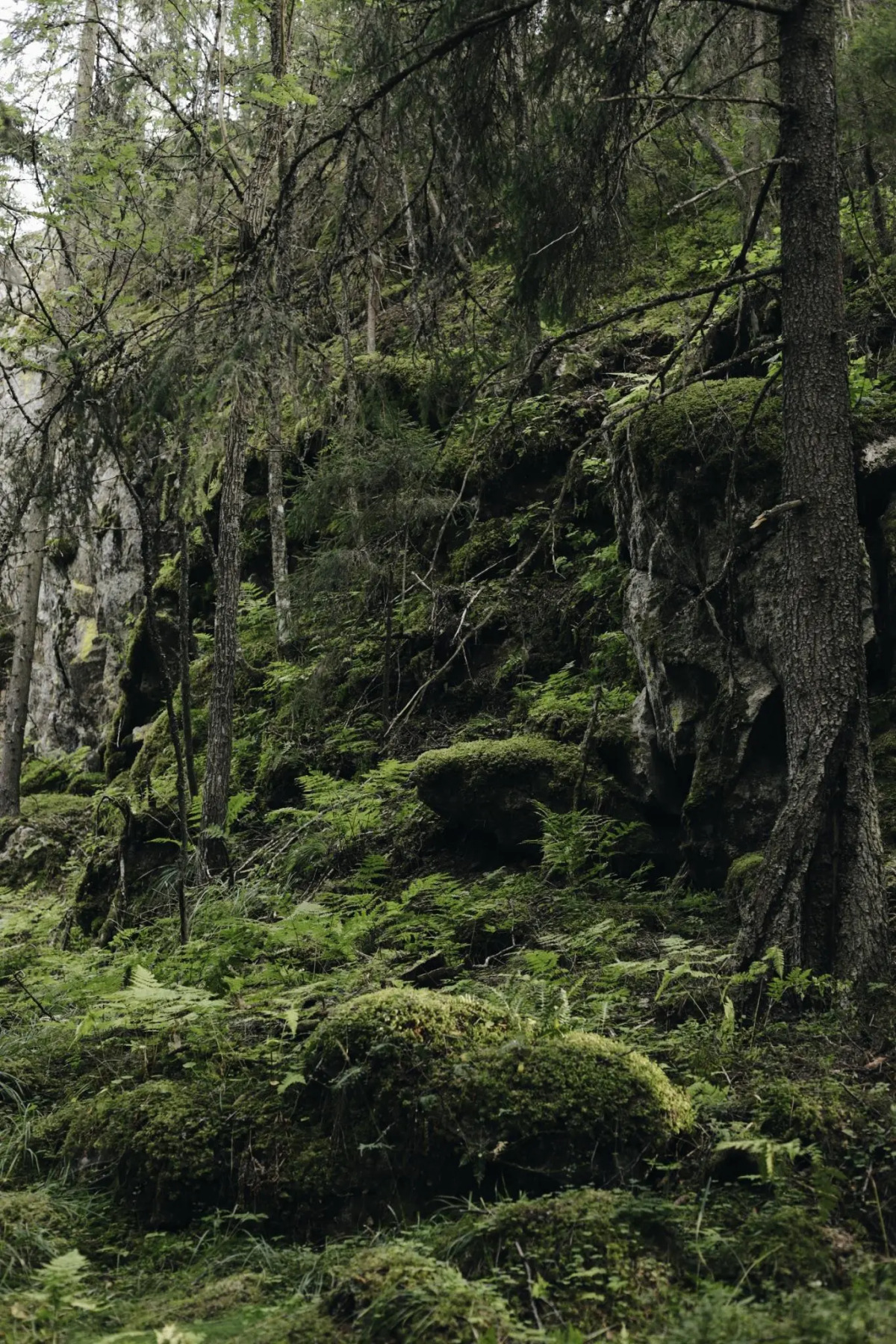 Вили Улей Карелия