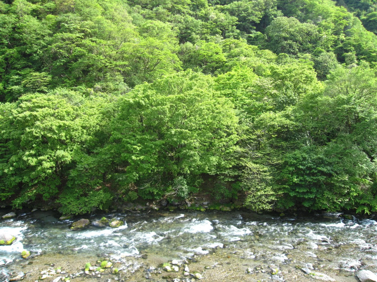 Koduchi no Yado Tsurukamedaikichi