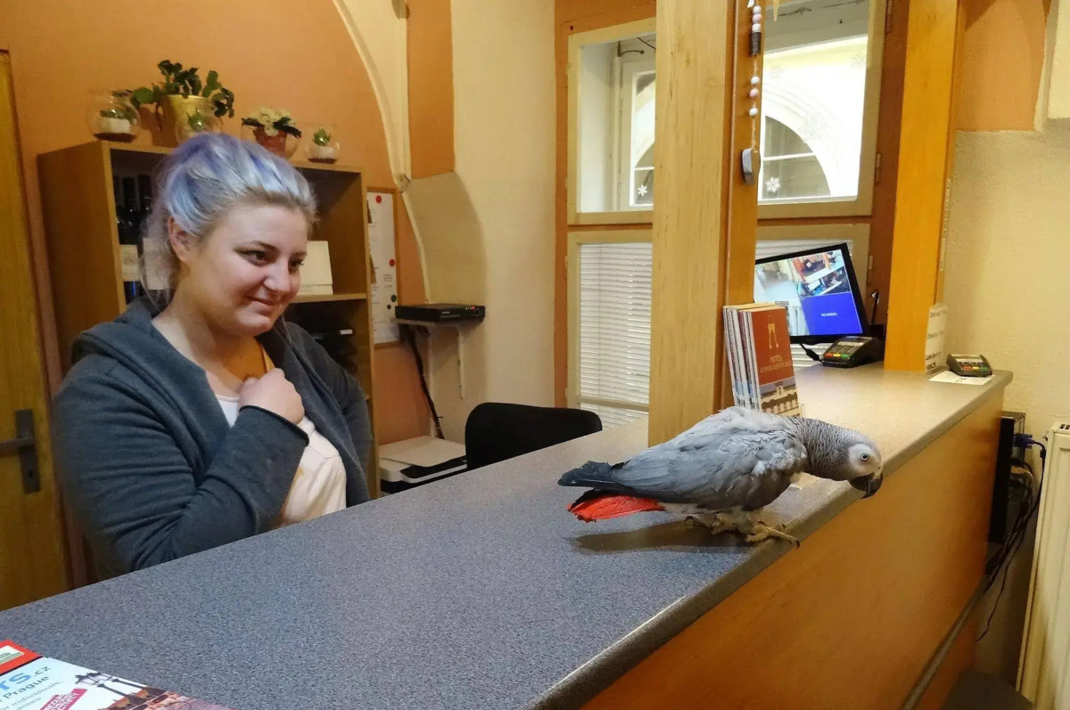 U Dvou Zlatych Klicu