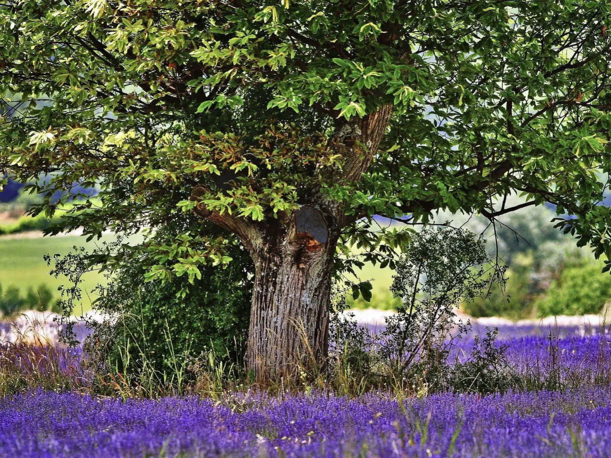 Aparthotel Adagio Aix en Provence Centre