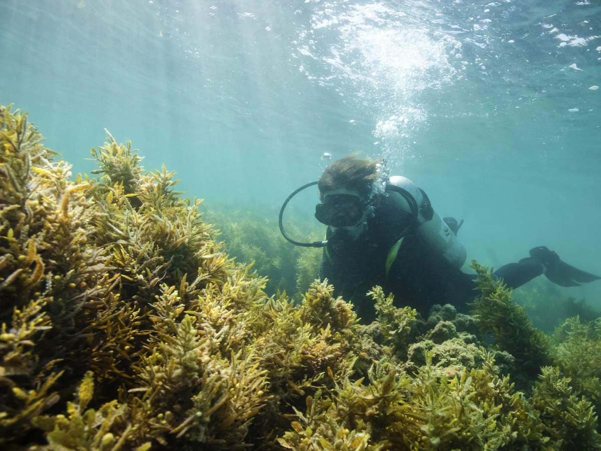 Aparthotel Adagio Abu Dhabi Al Bustan