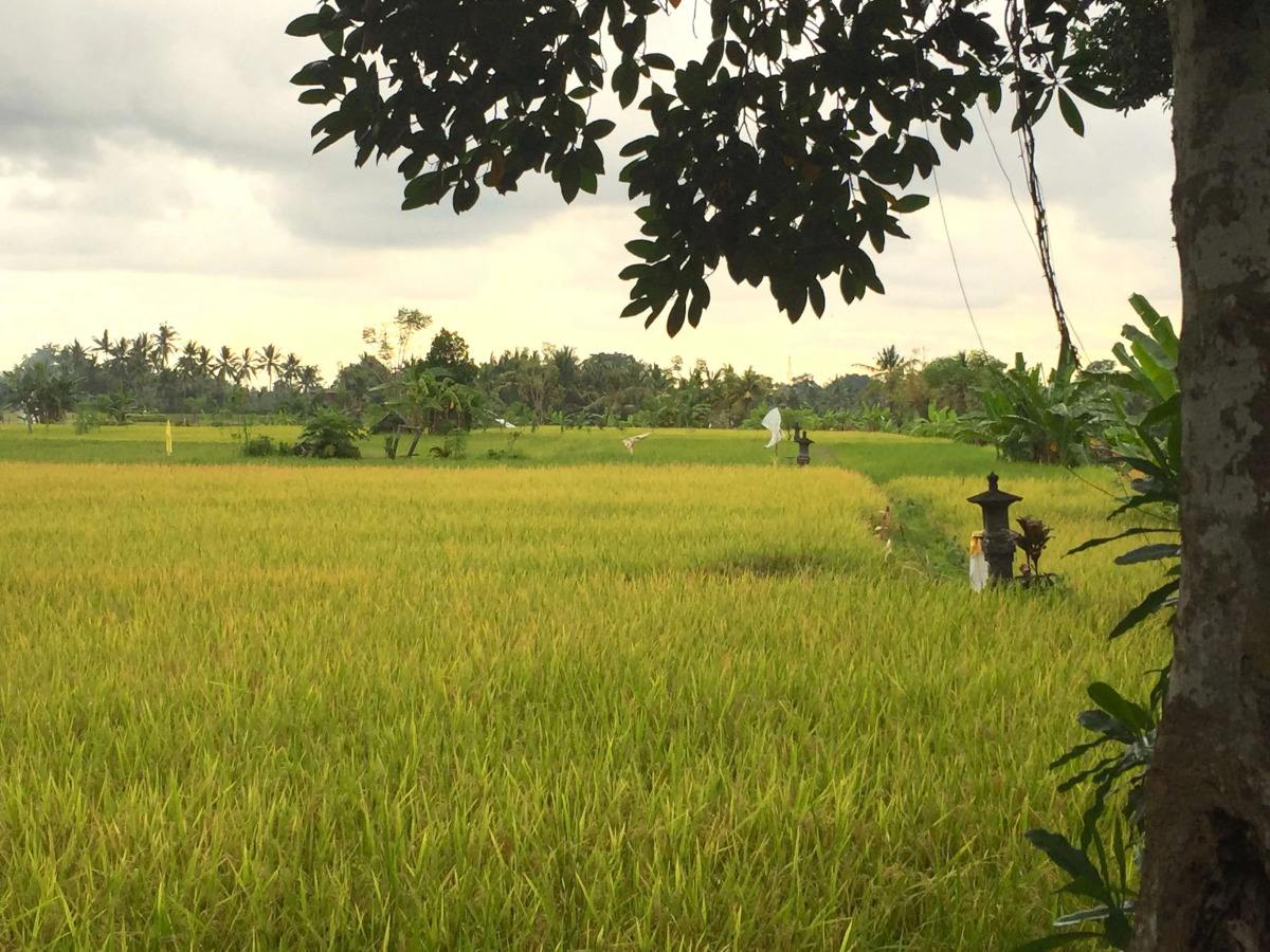 Collection O Ubud Near Central Ubud Formerly Hotel Suly