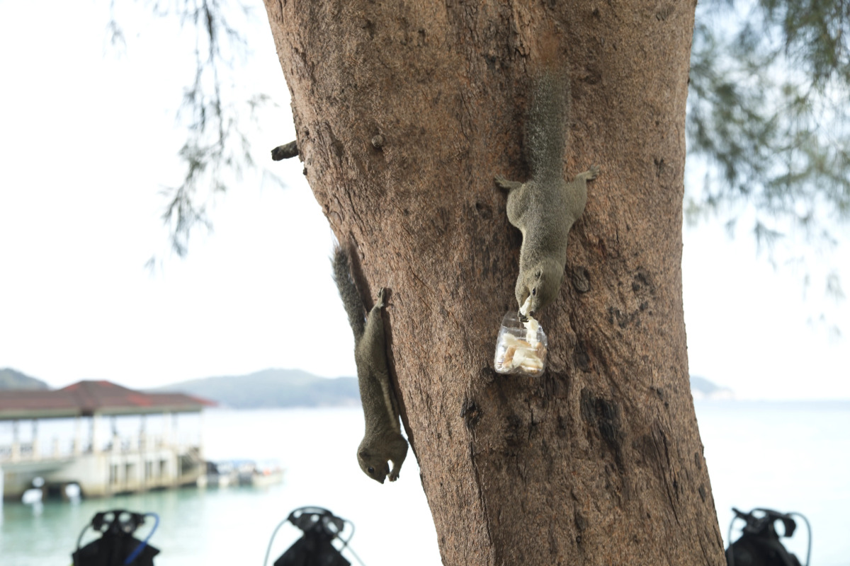 Perhentian Island Resort