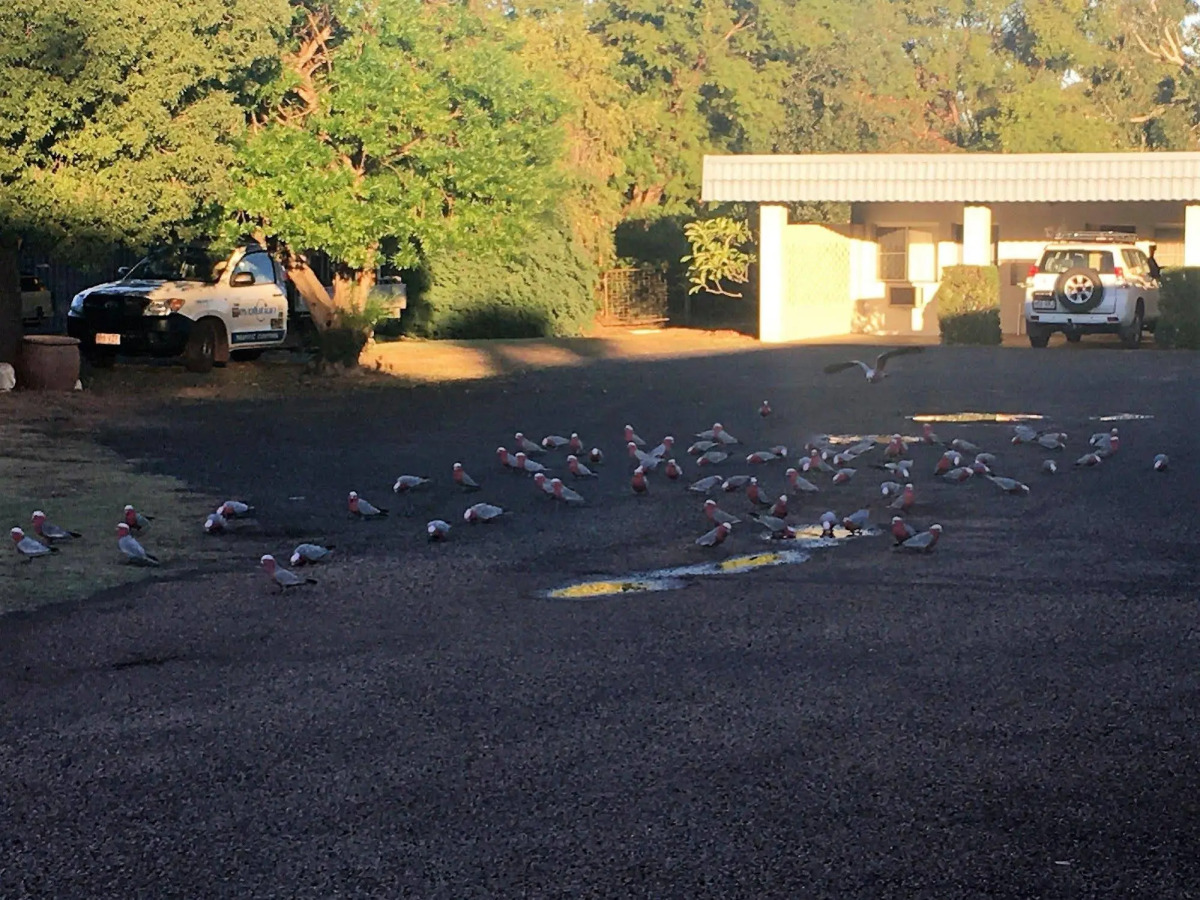 Balonne River Motor Inn