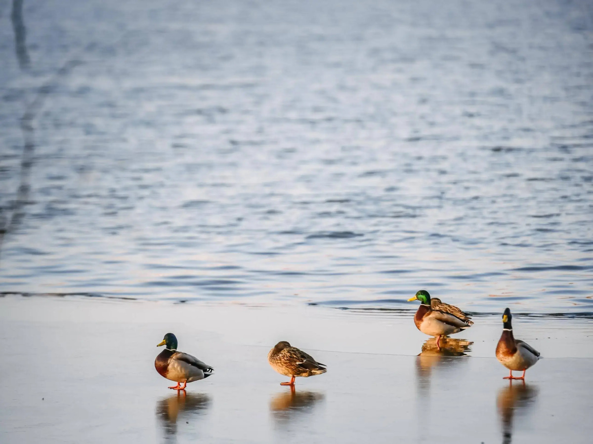 Best Western Plus Lakeside Hotel