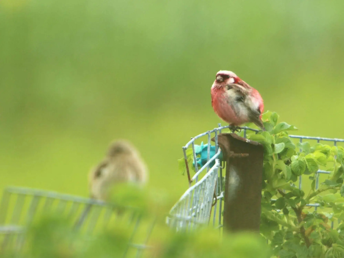 Koshimizu Hana Kotori Youth Hostel