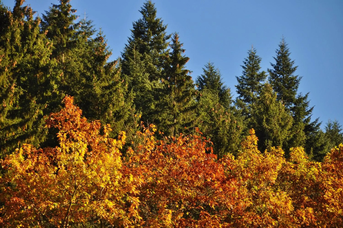 Flair Hotel Waldfrieden