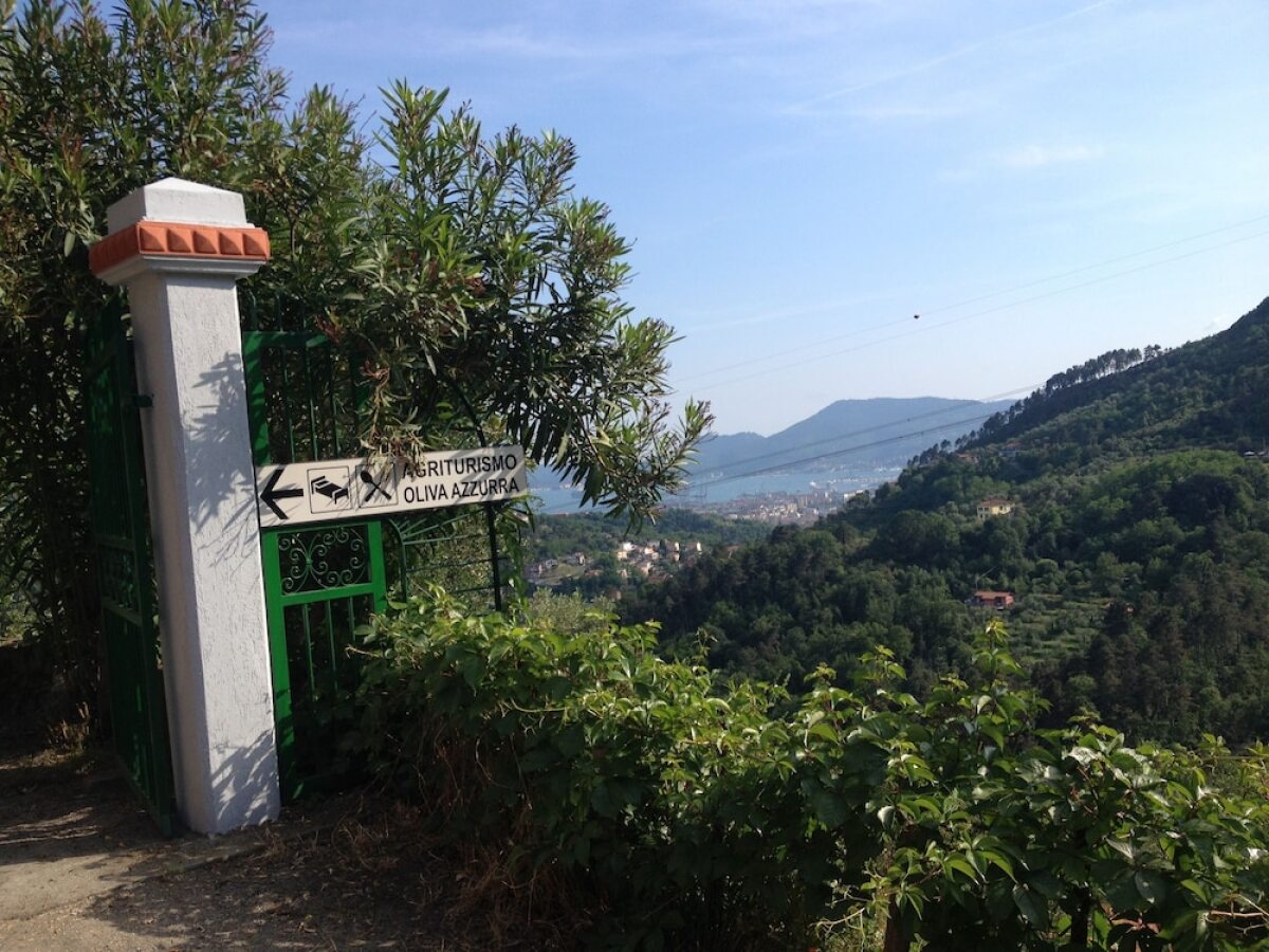 Oliva Azzurra