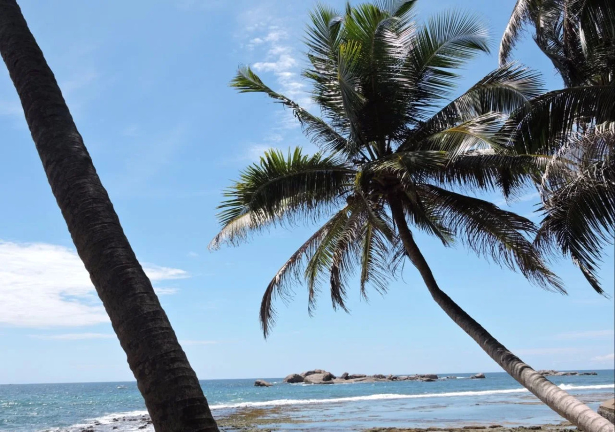 Curry Bowl Restaurant & Turtles Rest