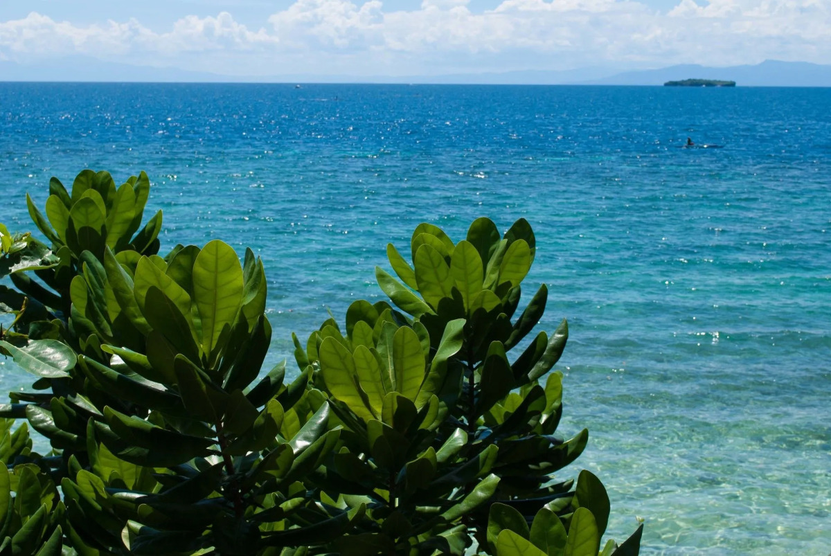 Quo Vadis Dive Resort Moalboal