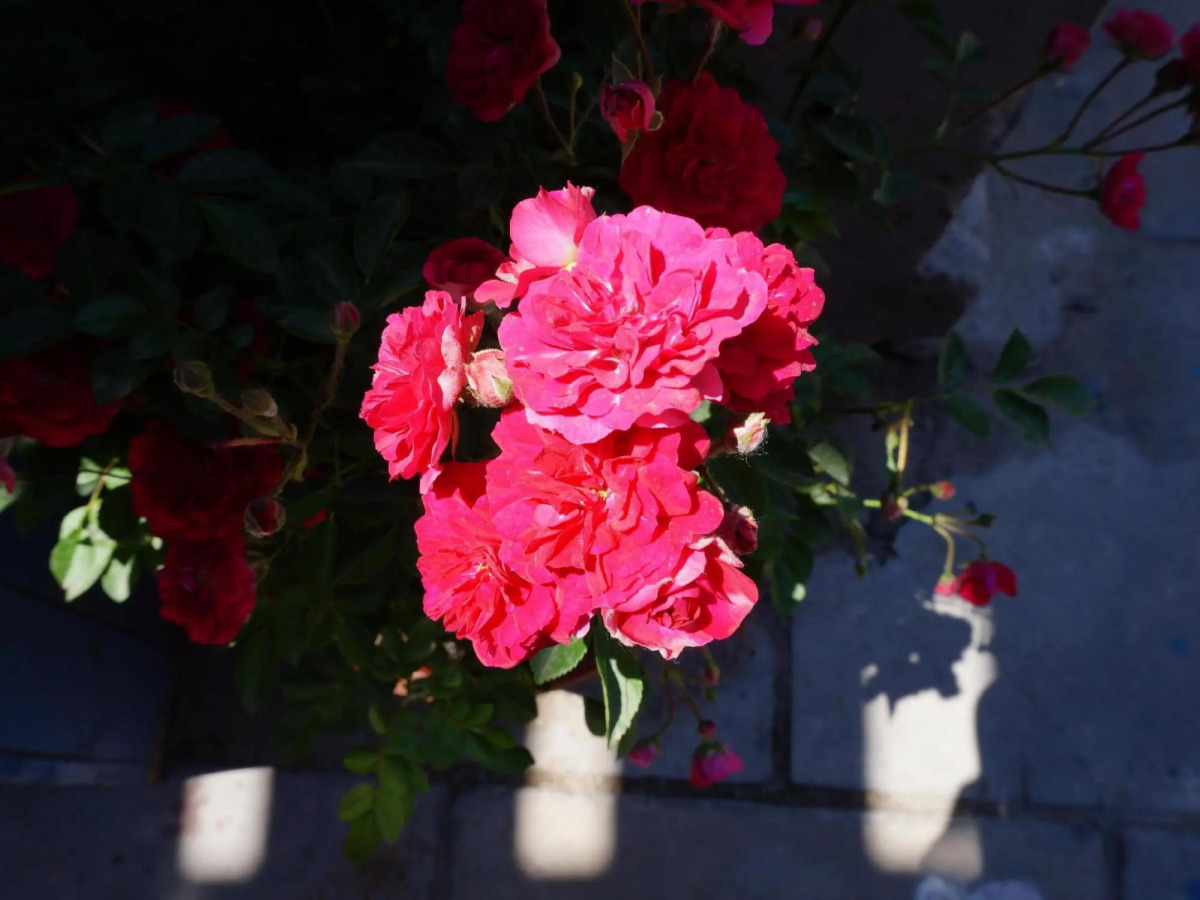 Yue Xuan Courtyard Garden International Youth Hostel