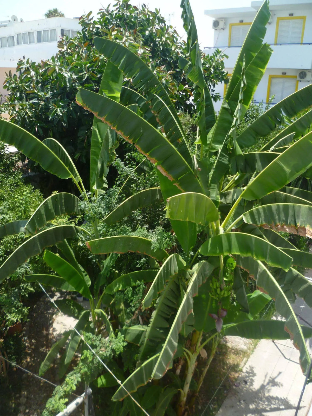 Mamouzelos Hotel Apartments