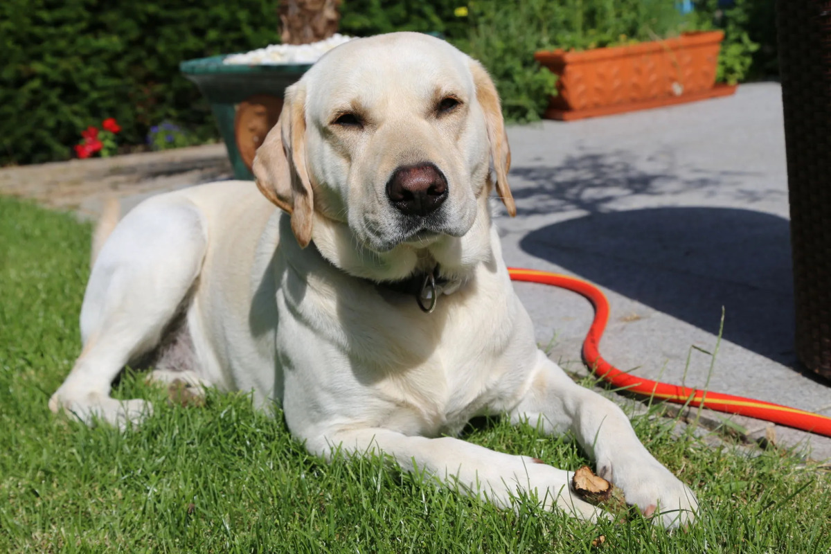 Villa Thea Kurhotel am Rosengarten