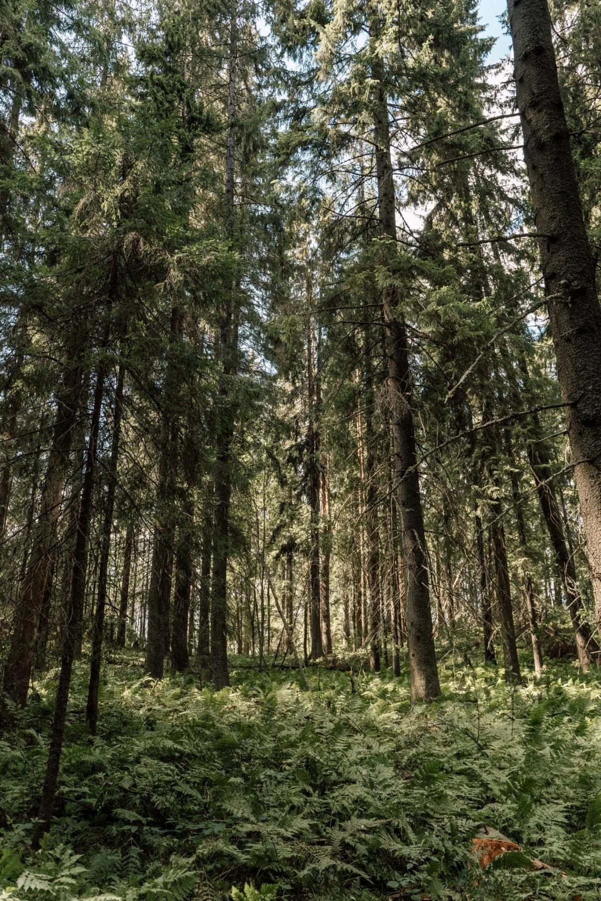 Вили Улей Карелия