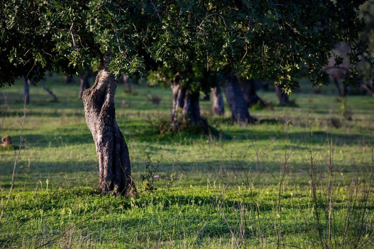Sant Salvador Hostatgeria