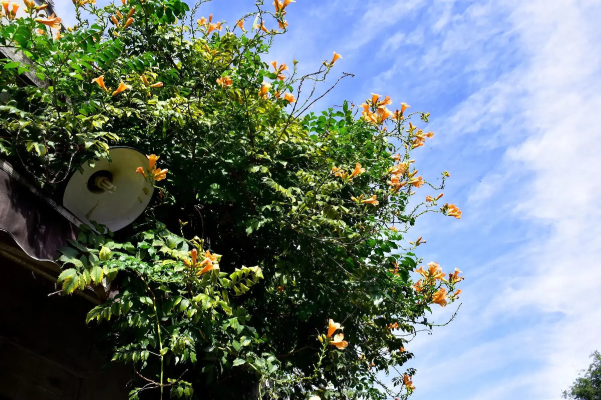 Peking International Youth Hostel