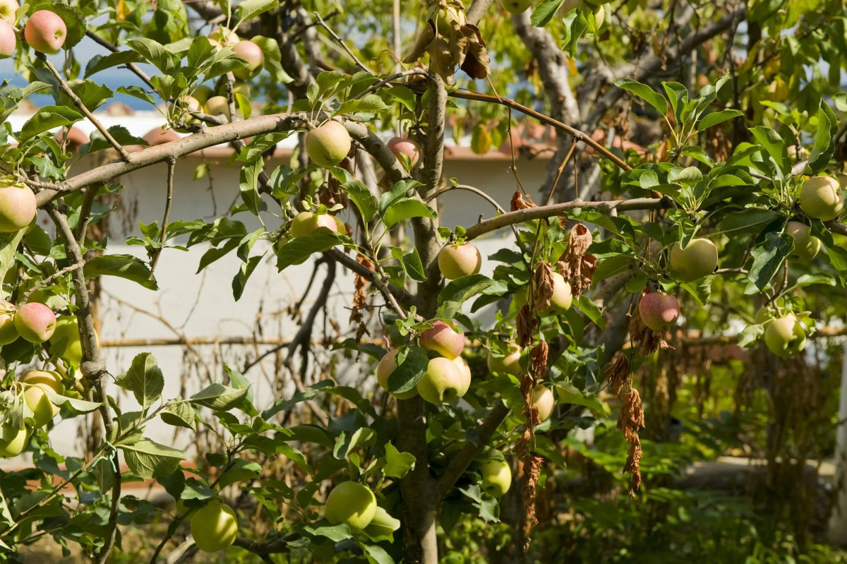 Hotel & Residence Matarese