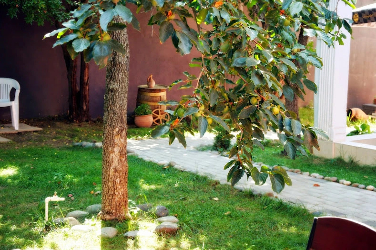 Отель Tbilisi Garden