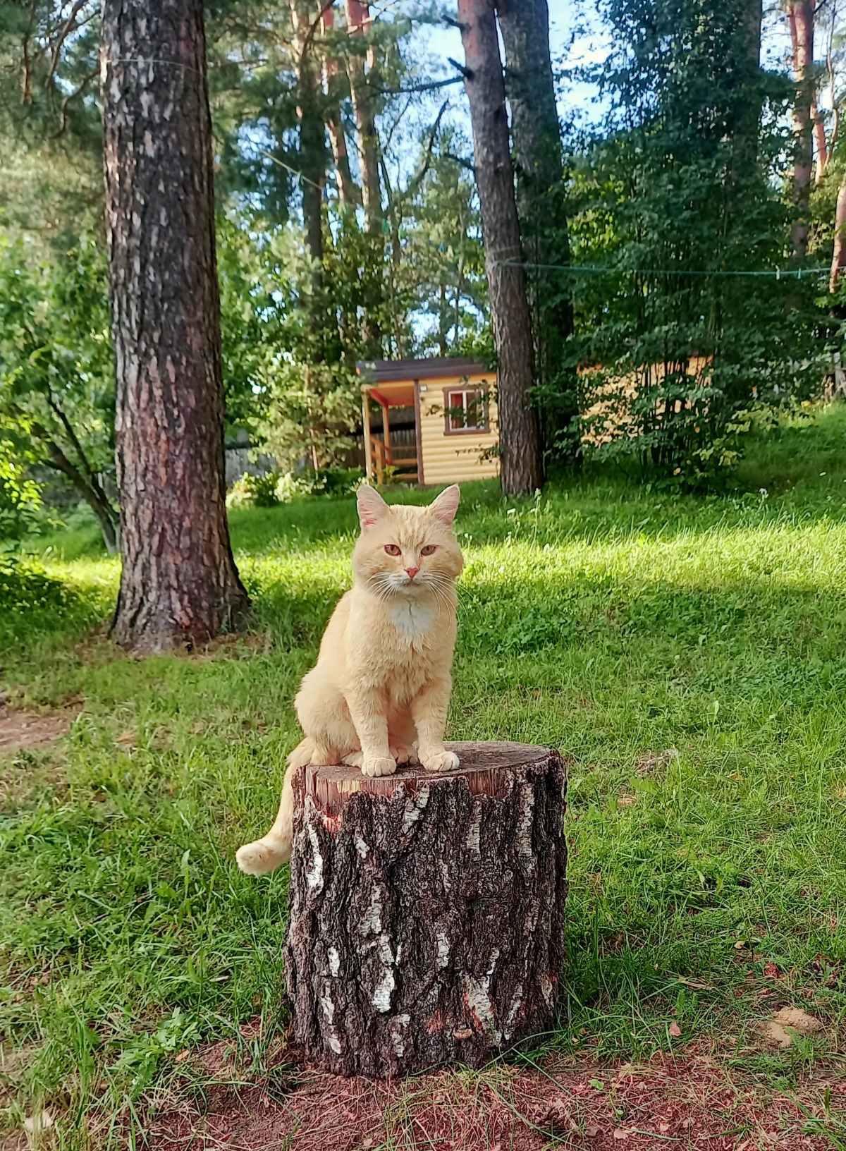 Дом у сосен