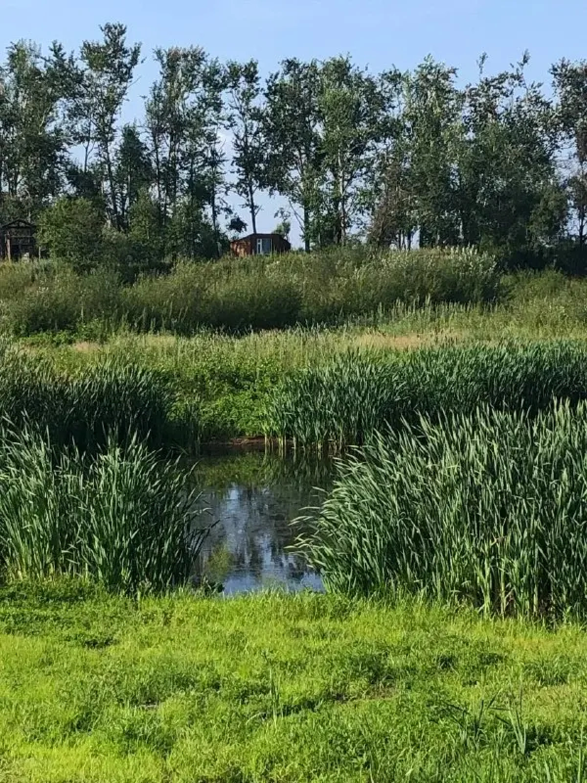 База отдыха парк отдыха Лесное озеро