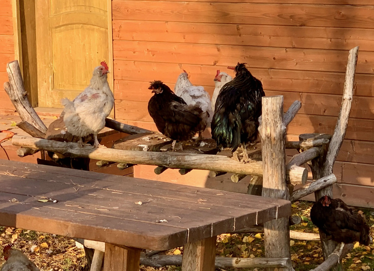 База отдыха Эко Хутор Рай Сяля