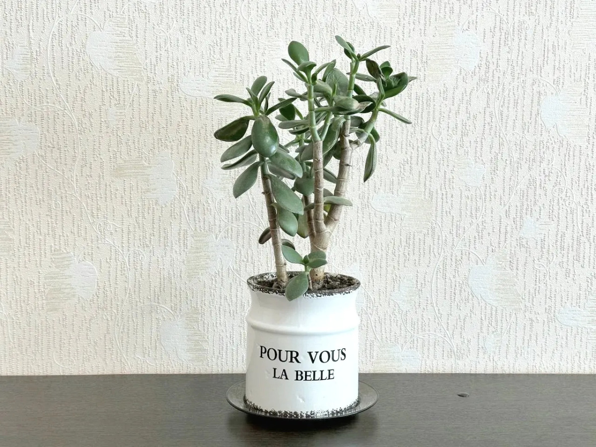 Квартира Двухкомнатная с балконом на Притомском напротив ЛДК