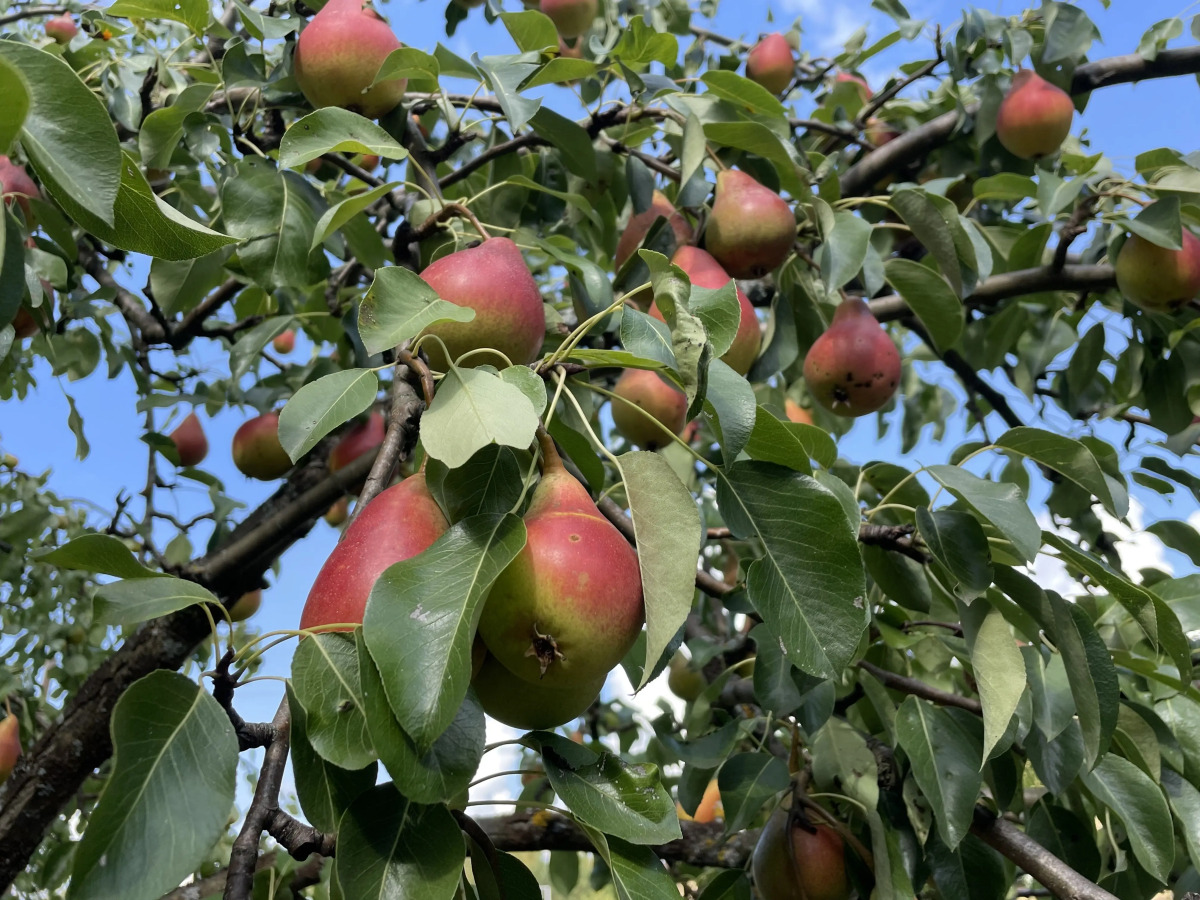 Гостевой Дом с Бассейном