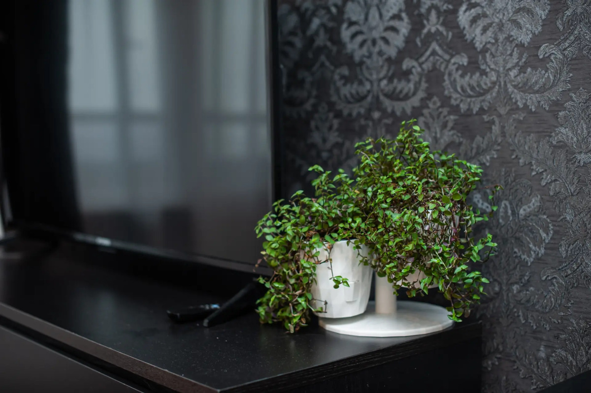 Квартира Стильная студия у Ладожского вокзала