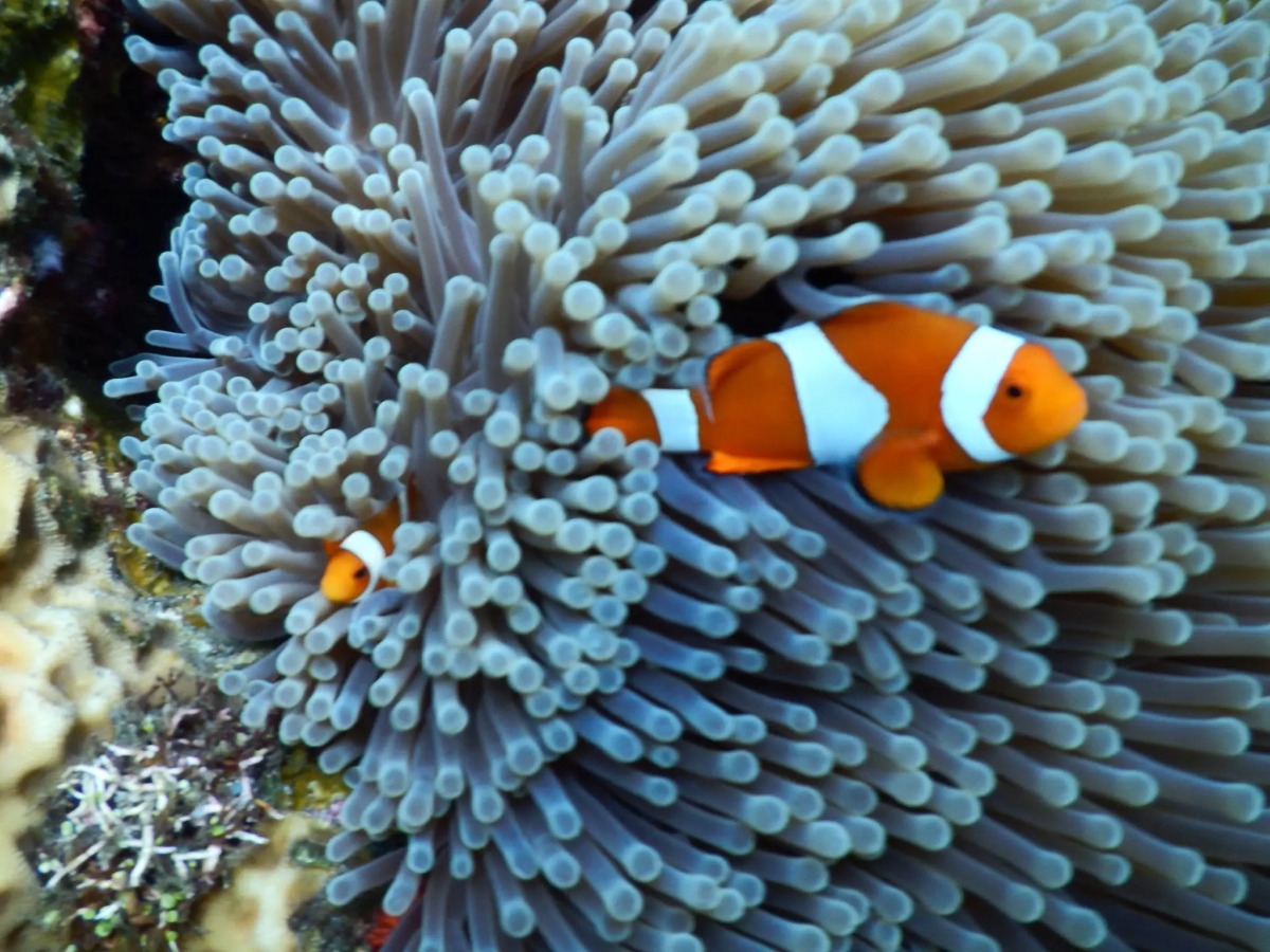 Отель Bondalem Beach Club