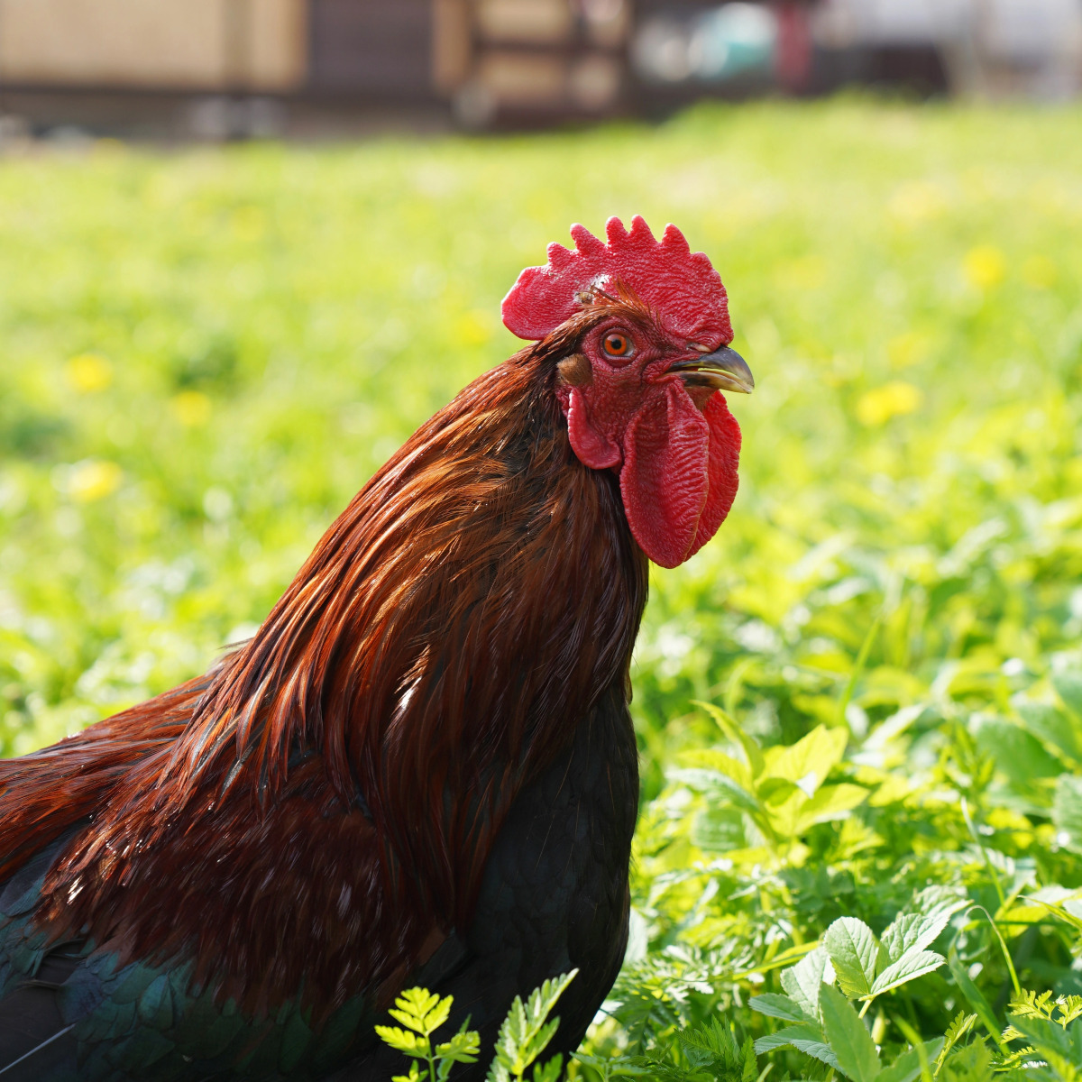 Дом Уютный в стиле Прованс