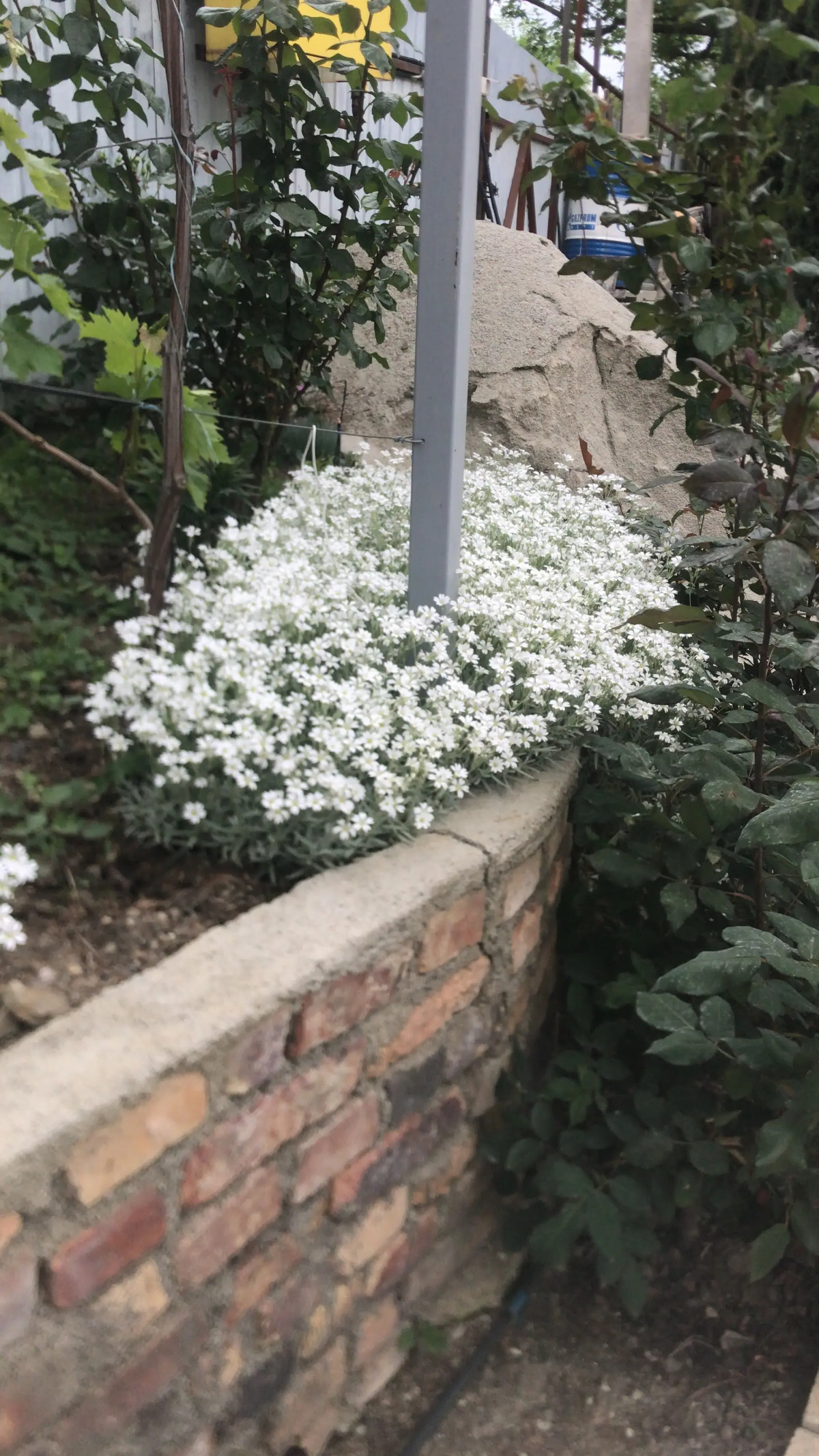 Гостевой дом Дача на море Крымские каникулы