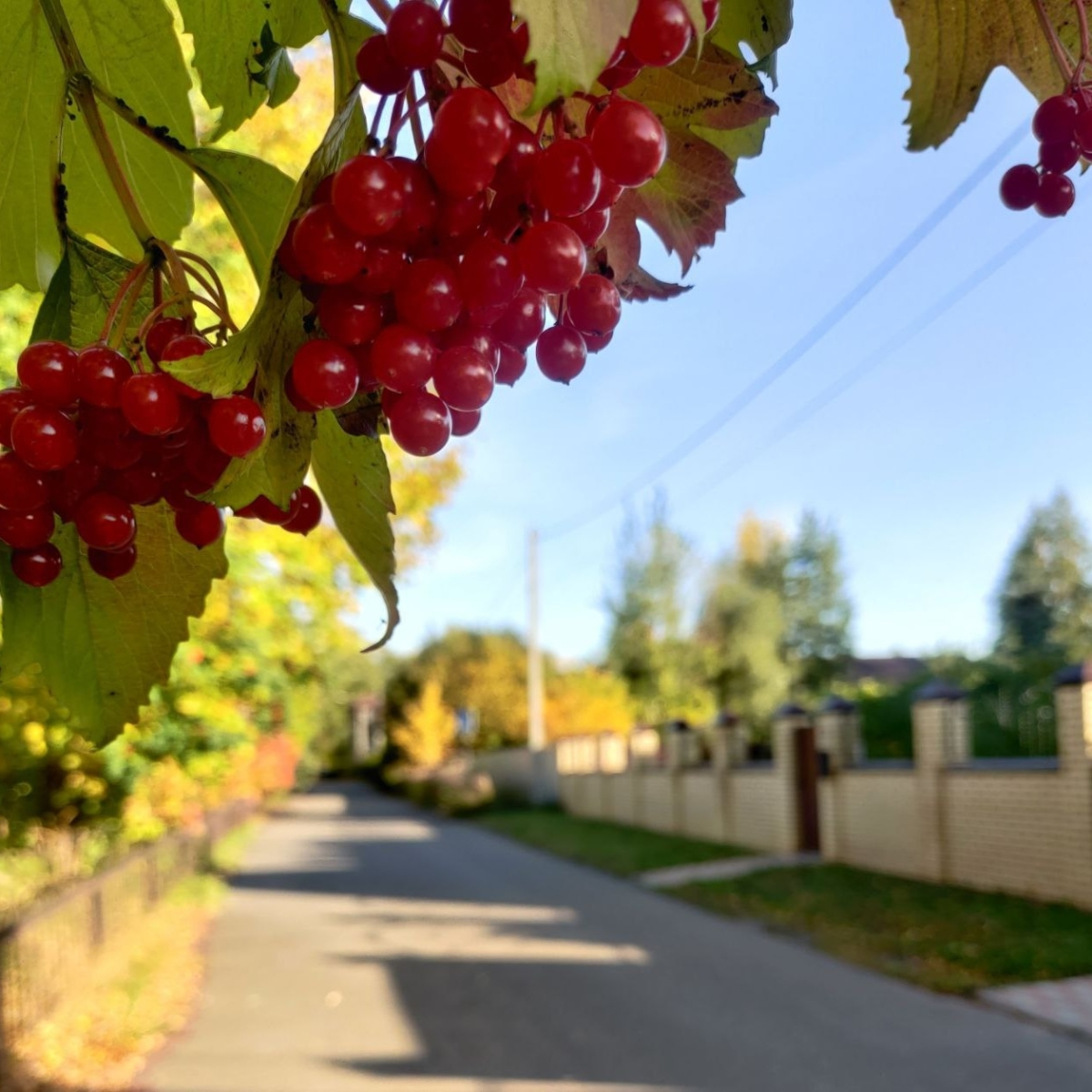 Гостевой дом Башня в Царицыно