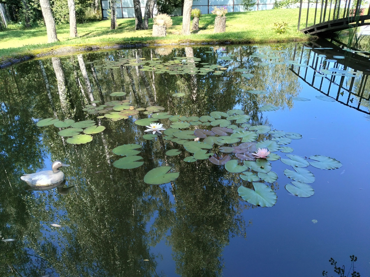 Частный Дом Уютный Домик в Лесу у Пруда