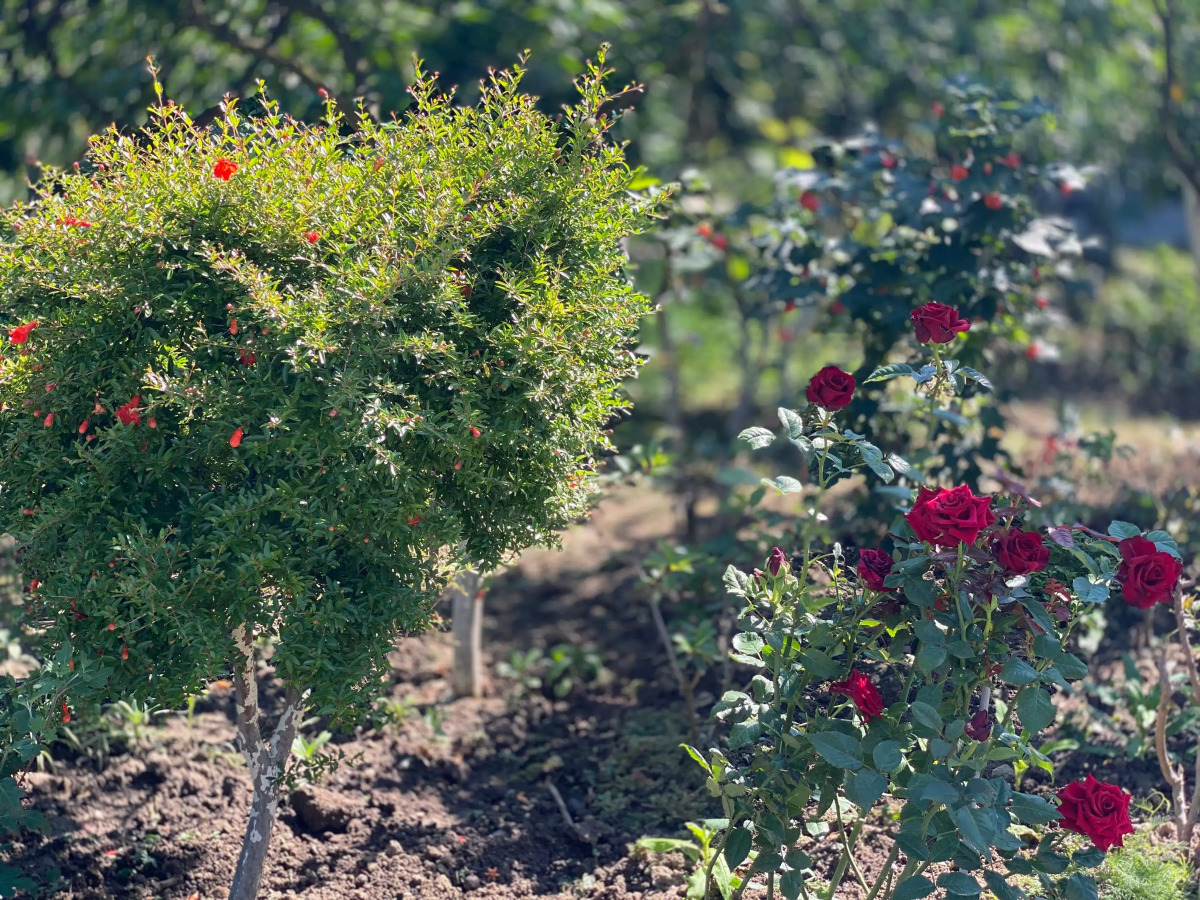 Гостевой дом U Norika i Susanny