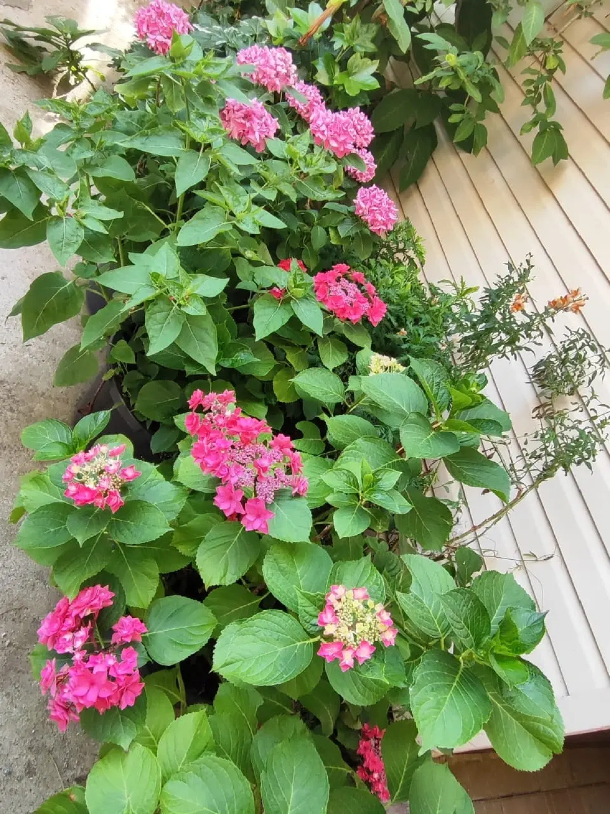 Гостевой дом Морская сказка